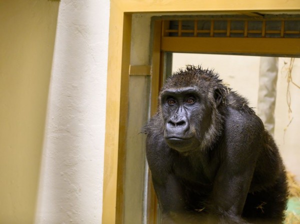 В зоопарк &laquo;Река Замбези&raquo; привезли гориллу Нгуву