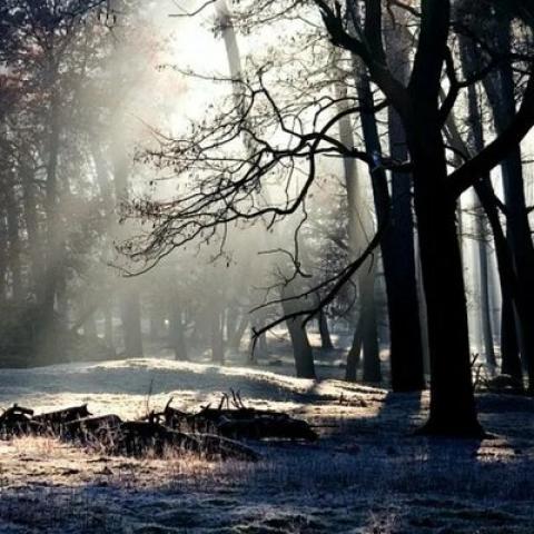 Останки пропавшего в 2006 году мальчика нашли в лесу под Орлом