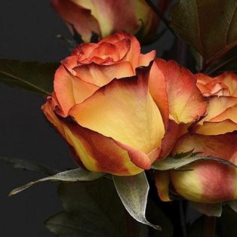 Скончалась одна из отравившихся метанолом студенток в Казани