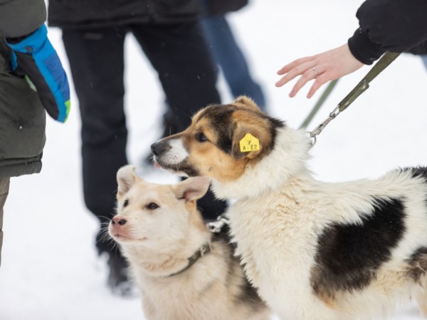 В парке &laquo;Крылья Советов&raquo; казанцы собрали для собак из приюта порядка 10 кг корма