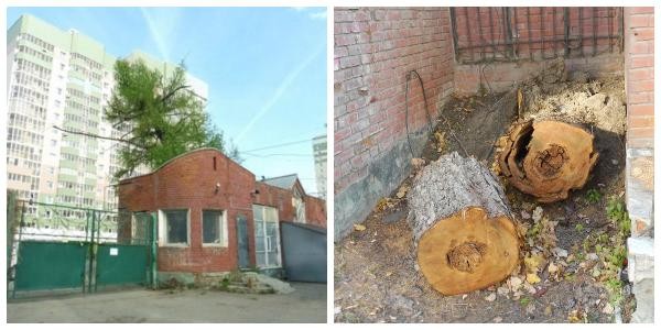 &laquo;Она сама упала&raquo;: в исторической части казанского зооботсада умудрились срубить 135-летнюю лиственницу