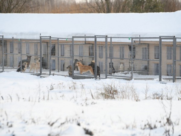 Топ-15 новостей недели: открытие главной елки Казани, спад заболеваемости COVID-19 и борьба с автохамами