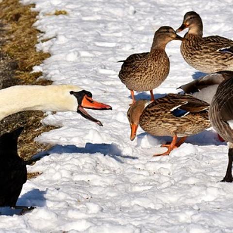 В Башкирии дочь обокрала собственную мать: похищены туши 18 уток и 2 гусей