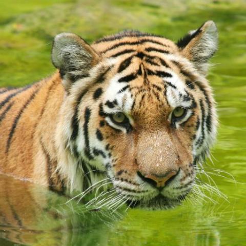 Гороскоп на 2022 год по знакам зодиака