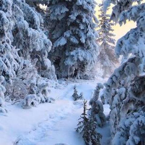 В лесу обнаружили раздетого ребенка без сознания В лесу обнаружили раздетого ребенка без сознания