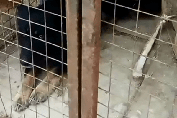 Жители Казани рассказали о стае бездомных собак