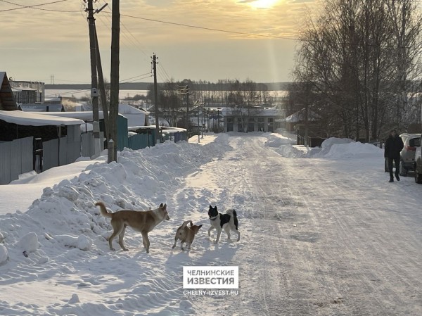 Появились фотографии с места зверского убийства молодой девушки и ее сестры под Челнами