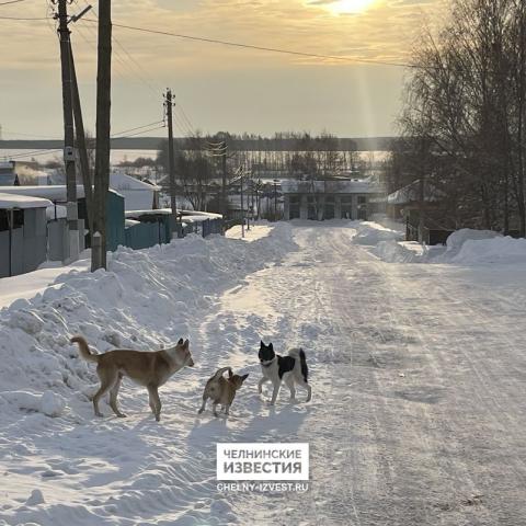 Появились фотографии с места зверского убийства молодой девушки и ее сестры под Челнами
