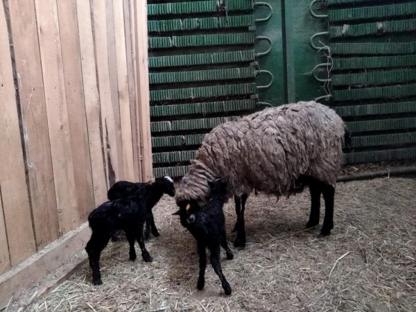 В казанском зооботсаду родились ягнята
