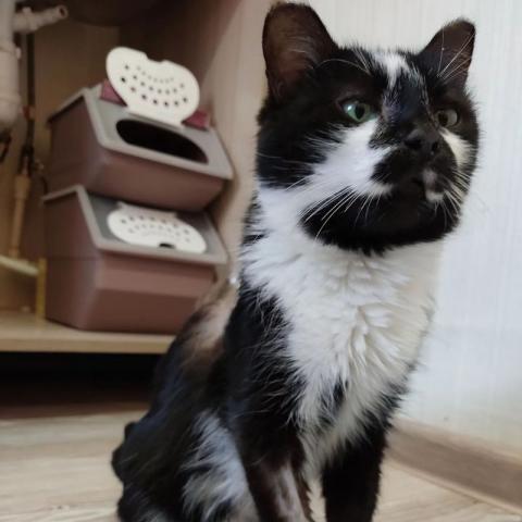 Жена нижнекамского шоумена спасает кошку от смертельного коронавируса