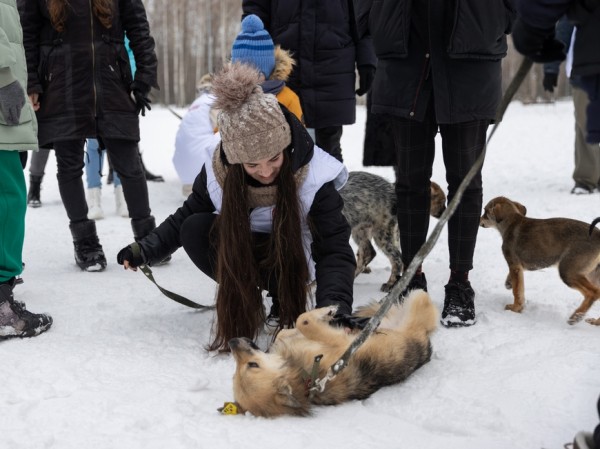 Искандер Гиниятуллин представил в Госдуме РФ опыт Казани по обращению с безнадзорными животными