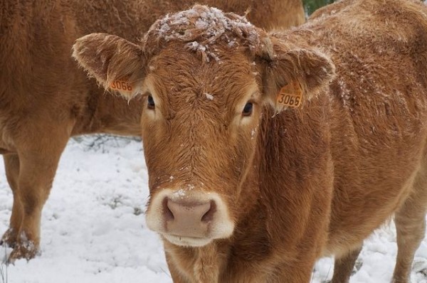 С работников предприятия в РТ хотели взыскать ущерб за смерть теленка