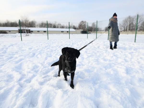 Искандер Гиниятуллин представил в Госдуме РФ опыт Казани по обращению с безнадзорными животными