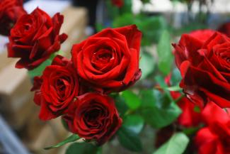 Без роз, но с мимозами: казанским дамам на 8 Марта советуют отвыкать от шикарных букетов из импортных цветов