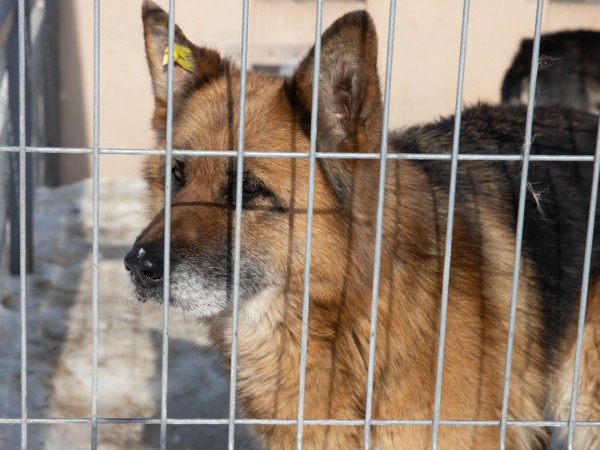 Искандер Гиниятуллин: «Ответственность в обращении с животными должны прежде всего проявлять их владельцы» Искандер Гиниятуллин: «Ответственность в обращении с животными должны прежде всего проявлять их владельцы»