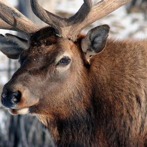 В Башкирии разъяренный лось напал на машину (ВИДЕО)