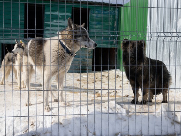 Искандер Гиниятуллин: «Ответственность в обращении с животными должны прежде всего проявлять их владельцы» Искандер Гиниятуллин: «Ответственность в обращении с животными должны прежде всего проявлять их владельцы»