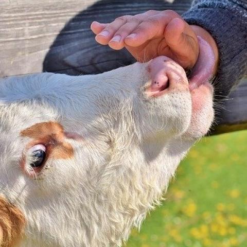 Мужчина приехал в Чувашию за теленком, а его убили и спрятали на сеновале