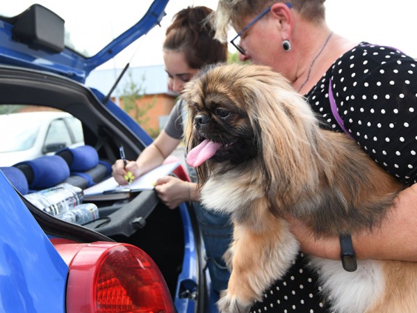 30 апреля и 1 мая вакцинация домашних животных от бешенства пройдет в Кировском и Приволжском районах Казани