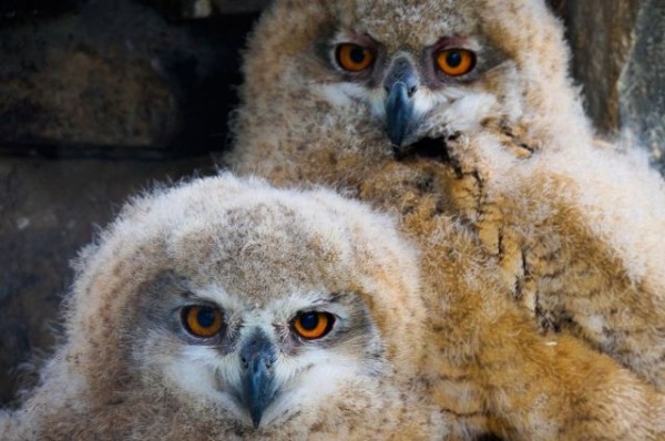 &laquo;Не подбирайте птенцов, они могут погибнуть&raquo; - Госкомитет РТ по биоресурсам