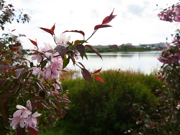 Автобусы до садовых обществ планируют запустить в Казани в середине апреля Автобусы до садовых обществ планируют запустить в Казани в середине апреля