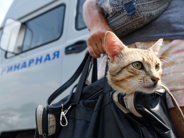 Бесплатная вакцинация домашних животных будет организована в поселках Кировского района Казани