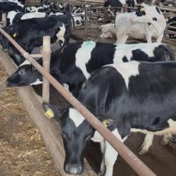 "Элита" примет участие в мероприятии "День сенажа"