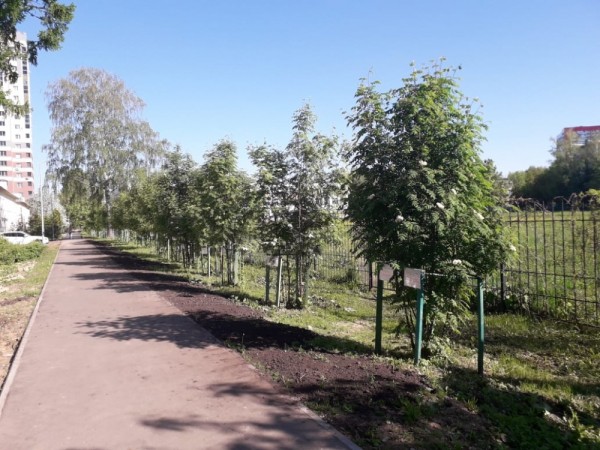 Казанец высадил рябиновую аллею в память о ветеранах Великой Отечественной