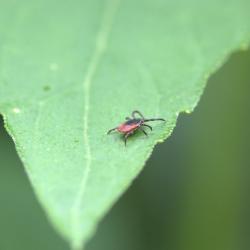 В Татарстане рекордное нашествие клещей