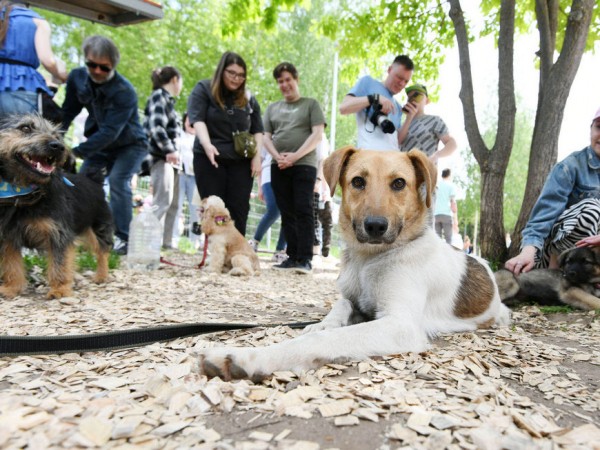 13 питомцев из &laquo;Зооцентра&raquo; обрели дом благодаря акции &laquo;Лапа дружбы&raquo;