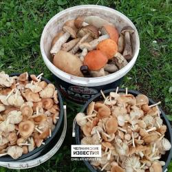 Под Набережными Челнами появились опята, подосиновики и подберезовики