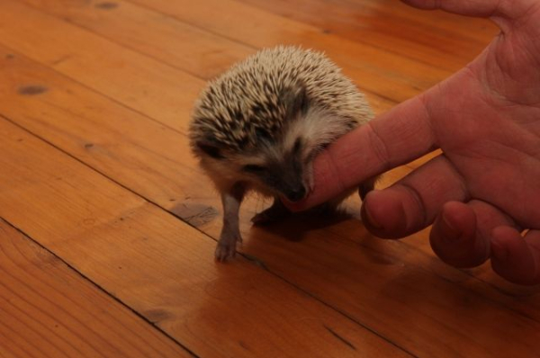 Ежкин кусь: жительница Набережных Челнов пострадала от дикого ежа