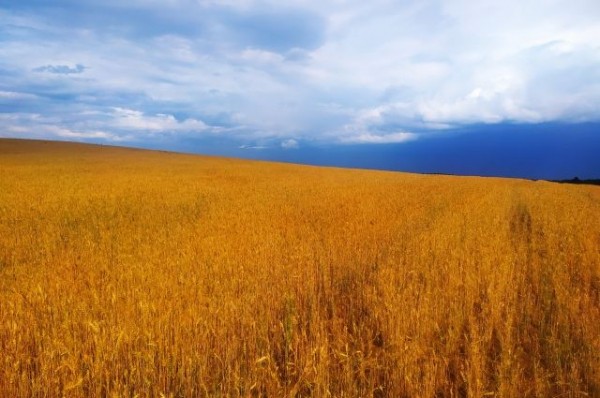 Из-за пожароопасности в Татарстане объявили штормовое предупреждение Из-за пожароопасности в Татарстане объявили штормовое предупреждение