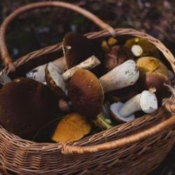 Татарстанец избил до смерти ревнивую подругу после его похода за грибами с другой женщиной Татарстанец избил до смерти ревнивую подругу после его похода за грибами с другой женщиной