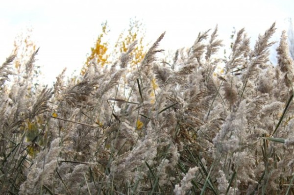 Месячная норма осадков в Татарстане может выпасть за четыре дня