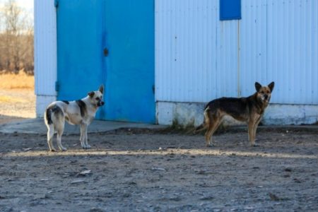 Из подвала в Набережных Челнах спасли двух собак