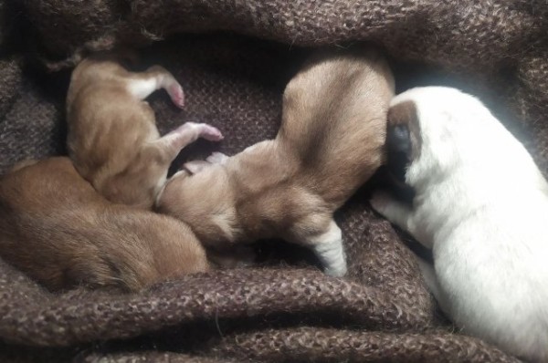 Гонки на собачьих упряжках проводят в поселке Юдино в Казани