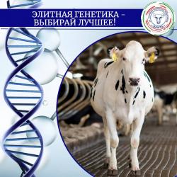 Элитная генетика &ndash; что это значит?