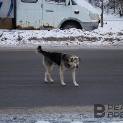 Соседка живодера из Верхнеуслонского района: «До случая с расчленением был еще один» Соседка живодера из Верхнеуслонского района: «До случая с расчленением был еще один»