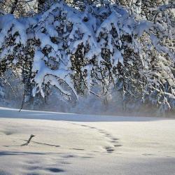Ребенок остался один в тундре ночью в 38-градусный мороз и выжил