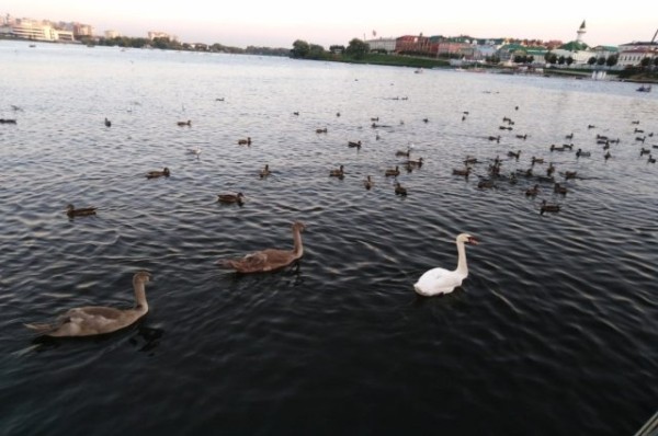 В казанском автобусе заметили мужчину с овцой на привязи
