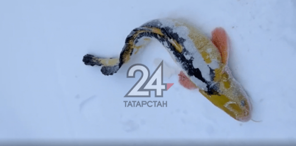 В Татарстане рыбак поймал необычную рыбу на Каме (ФОТО)