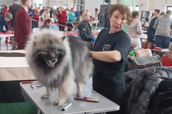 Названа самая популярная охотничья порода собак в Татарстане