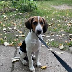 В Татарстане детям могут запретить выводить на прогулку животных