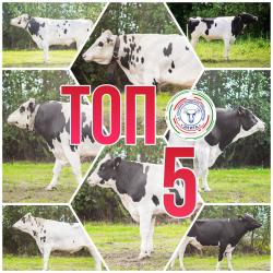 ТОП-5 быков &laquo;Элиты&raquo;