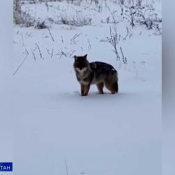&laquo;Чупакабра&raquo; напугала жителей Кайбицкого района: что это было?