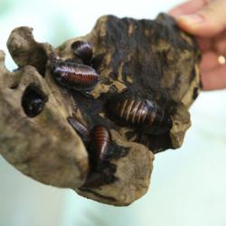 Высокий процент отторжения: биолог прокомментировал предложение главы Минцифры РТ о еде из насекомых