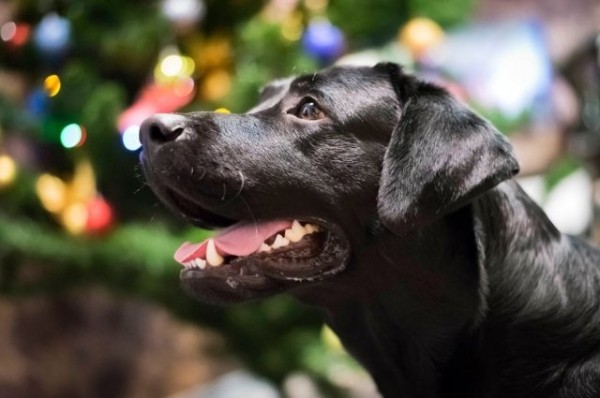 Лабрадор на службе татарстанской таможни стала лучшей собакой России Лабрадор на службе татарстанской таможни стала лучшей собакой России