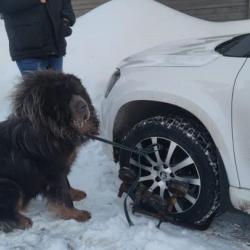 Жительница Казани привязала к машине сторожевых собак, чтобы ее авто не забрали приставы