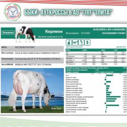 Быки-ауткроссы в АО &laquo;ГПП &laquo;Элита&raquo; и перспектива их использования